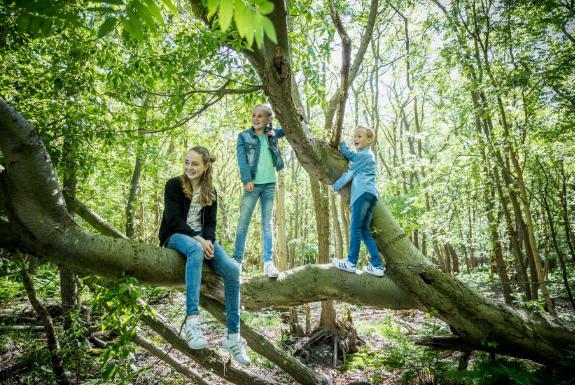 Durch den Wald spazieren gehen | Hof Domburg & Buitenhof Domburg